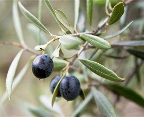 Wollundry Grove Olives - Tourism Adelaide 2