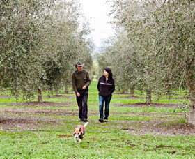 Wollundry Grove Olives - Tourism Adelaide 3