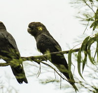 Conimbla National Park - Tourism Adelaide