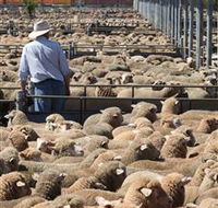 Livestock Marketing Centre - Tourism Adelaide