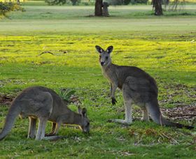 Benalla Golf Club - Tourism Adelaide 1