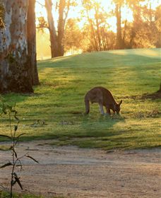 Benalla Golf Club - Tourism Adelaide 4