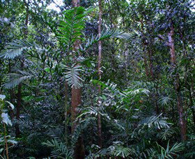 Kutini-Payamu (Iron Range) National Park (CYPAL) - Tourism Adelaide 2