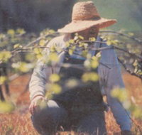 Canobolas Smith Winery - Tourism Adelaide