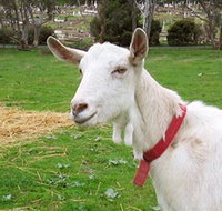 Dunkell Goats - Tourism Adelaide