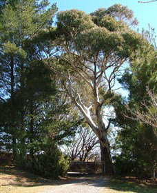 Habitat Vineyard - Tourism Adelaide 1