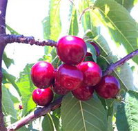 Ballinaclash Orchard and Cellar Door - Tourism Adelaide