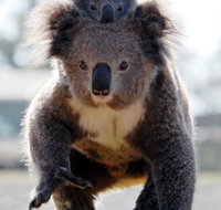 Koalas in Gunnedah - Tourism Adelaide