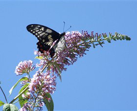 Albury Botanic Gardens - Tourism Adelaide 5