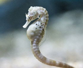 SEA LIFE Melbourne Aquarium - Tourism Adelaide 0