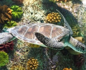 SEA LIFE Melbourne Aquarium - Tourism Adelaide 5