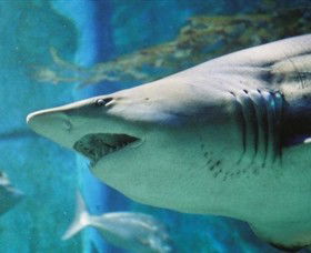 SEA LIFE Melbourne Aquarium - Tourism Adelaide 8