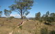 Kambah Pool To Pine Island - thumb 1