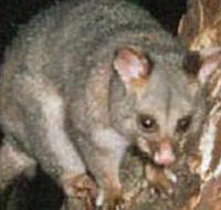 Moondarra State Park - Tourism Adelaide