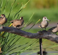 Jerrabomberra Wetlands - Tourism Adelaide