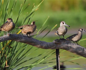 Jerrabomberra Wetlands - Tourism Adelaide 0