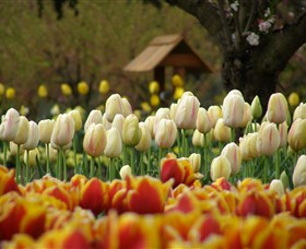 Tulip Top Gardens - Tourism Adelaide 0