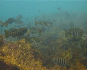 Cape Paterson VIC Tourism Adelaide