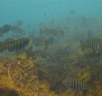 Bunurong Marine and Coastal Park