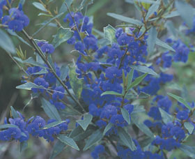 Kalamunda National Park - Tourism Adelaide 2