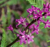 Cassinia walking track - Tourism Adelaide