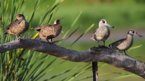 Jerrabomberra Wetlands - Tourism Adelaide 2