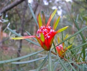 Glenbrook NSW Tourism Adelaide