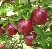 Top 40 Orchard - Tourism Adelaide