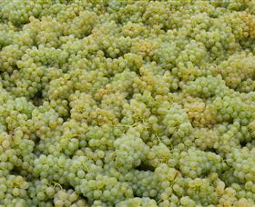 Normanby Wines - Tourism Adelaide 0