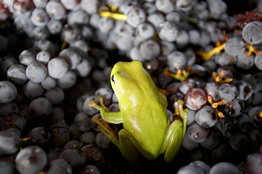 Normanby Wines - Tourism Adelaide 2