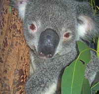 Hunter Valley Zoo - Tourism Adelaide