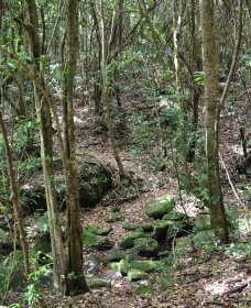 State Forests Of The Watagan Mountains - Tourism Adelaide 2