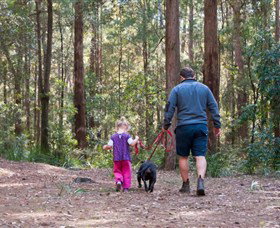 Olney State Forest - Watagan Mountains - Tourism Adelaide 0