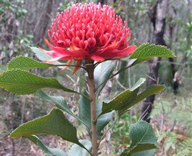 Olney State Forest - Watagan Mountains - Tourism Adelaide 1