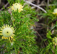 Illawarra lookout walking track - Tourism Adelaide