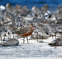 Cooloola Nature - Tourism Adelaide
