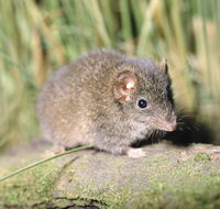 Munmorah State Conservation Area - Tourism Adelaide