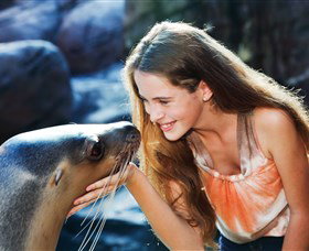 Sea Life Sunshine Coast - Tourism Adelaide 1