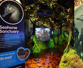 Sea Life Sunshine Coast - Tourism Adelaide 3