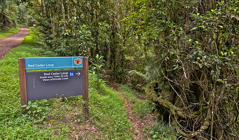 Border Ranges NSW Tourism Adelaide