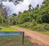 Antarctic Beech picnic area - Tourism Adelaide