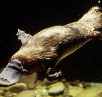 Platypus Pool - Tourism Adelaide