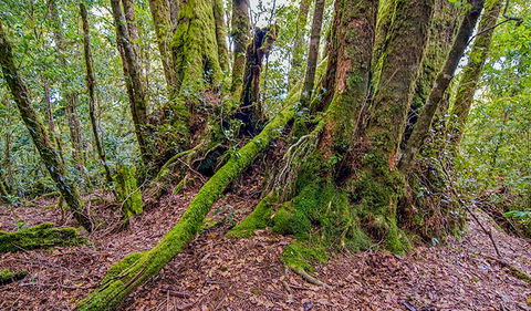 Falcorostrum Loop Walking Track - Tourism Adelaide 3