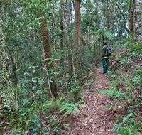 Blackbutt walking track - Tourism Adelaide