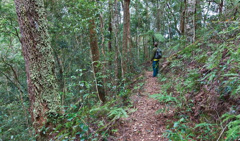 Blackbutt Walking Track - Tourism Adelaide 0