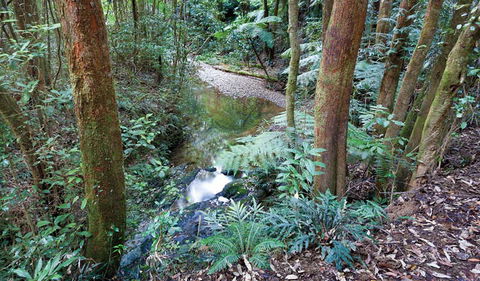 Blackbutt Walking Track - Tourism Adelaide 1