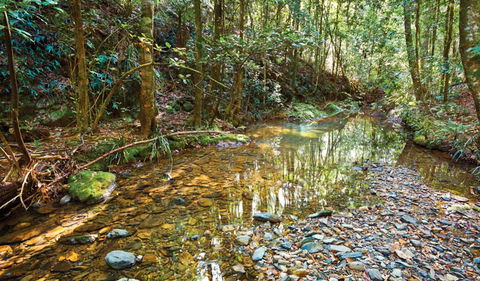 Blackbutt Walking Track - Tourism Adelaide 3