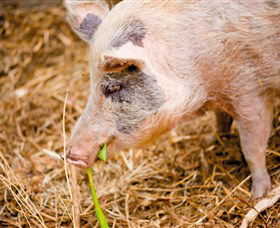 Djanbung Permaculture Gardens - Tourism Adelaide 0