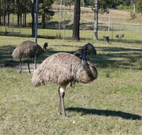 Glen Ian Ostrich and Emu Farm - Tourism Adelaide