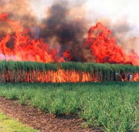Reeves Family Sugar Cane Farm - Tourism Adelaide